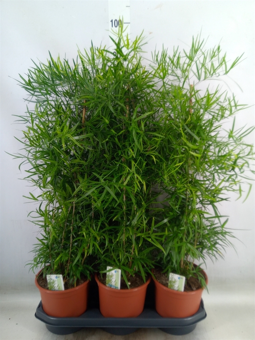<h4>Asparagus falcatus</h4>
