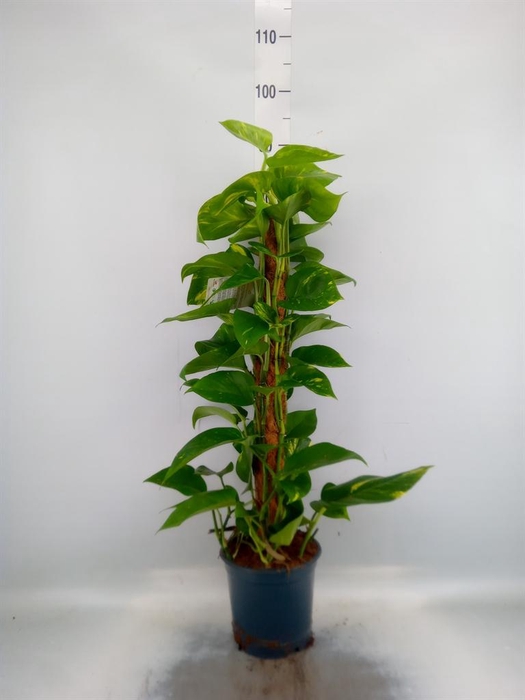 <h4>Epipremnum pinn.   ...moss stick</h4>