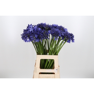 Agapanthus Overig
