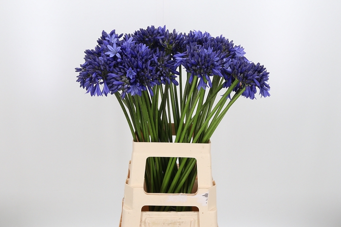 <h4>Agapanthus Overig</h4>
