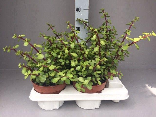 <h4>Portulacaria afra</h4>