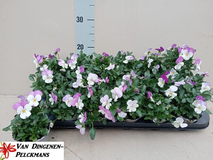 <h4>VIO CO TW WHI+PUR W</h4>