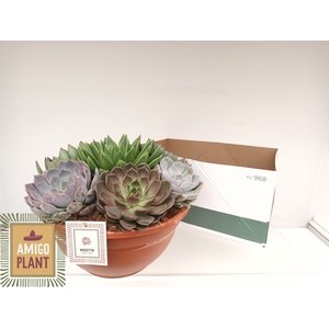 ARR SUCCULENTEN