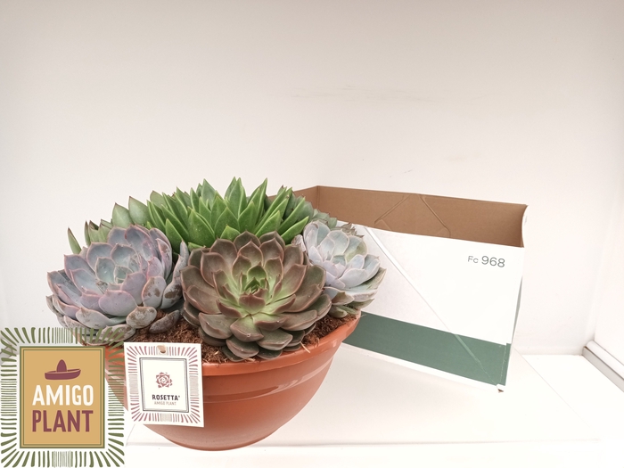 <h4>ARR SUCCULENTEN</h4>