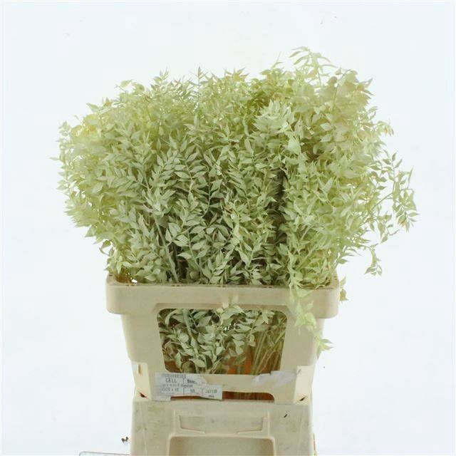 <h4>RUSCUS OV KLB H%</h4>