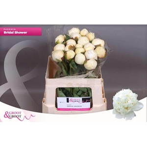 Paeonia Bridal Shower