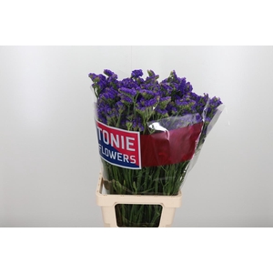 Limonium Crystal Dark Blue