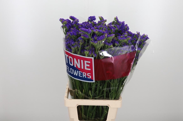 <h4>Limonium Crystal Dark Blue</h4>