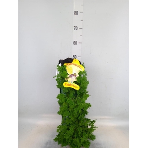 Pelargonium graveolens