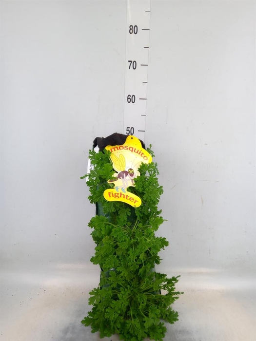 <h4>Pelargonium graveolens</h4>