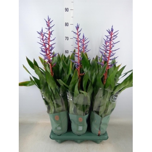 Aechmea  'Blue Rain'