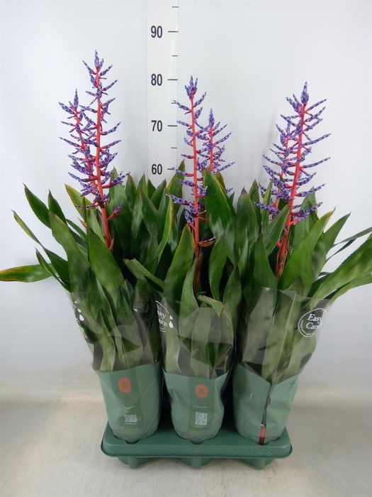 <h4>Aechmea  'Blue Rain'</h4>