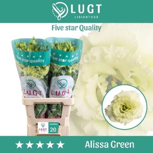Lisianthus Alissa Green 996