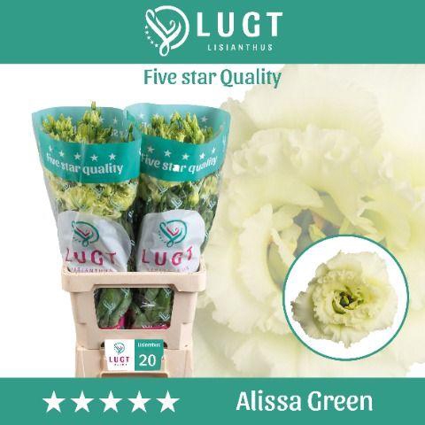 <h4>Lisianthus Alissa Green 996</h4>