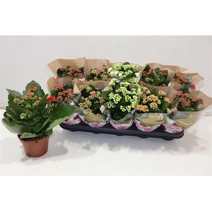 arr8 Kal Ge Ro Gem 5 Kl