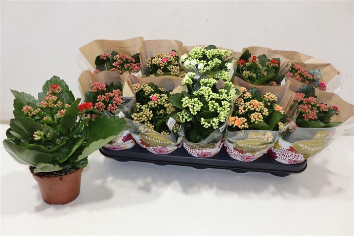 <h4>Kal Ge Ro Gem 5 Kl</h4>