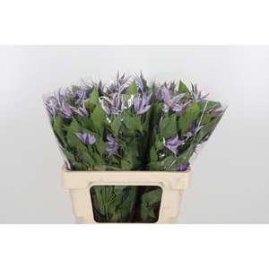 Clem Star River Lavendel