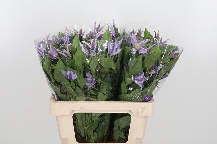 <h4>Clem Star River Lavendel</h4>