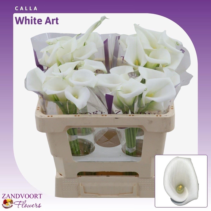 <h4>Calla White Art</h4>