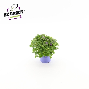Exacum affine 
