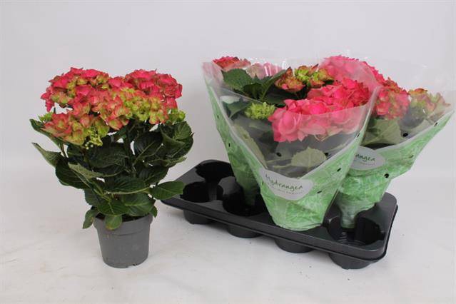 <h4>.Hydrangea macrophylla hi fire</h4>