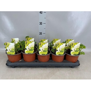 Dicentra spectabilis 'Alba'