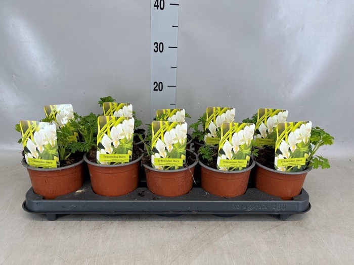 <h4>Dicentra spectabilis 'Alba'</h4>