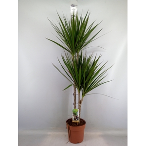 Dracaena marg.