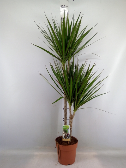 <h4>Dracaena marg.</h4>