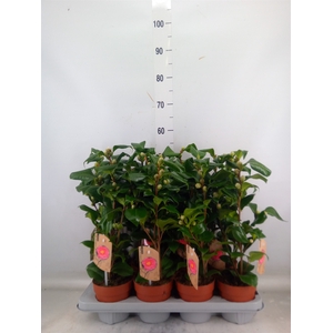 Camellia japonica 'Dr King'