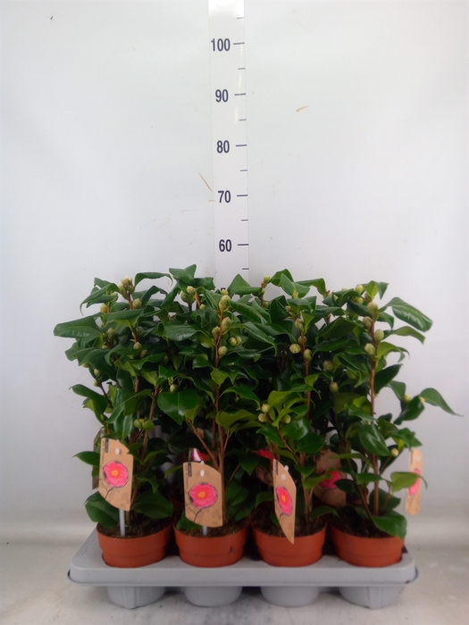 <h4>Camellia japonica 'Dr King'</h4>