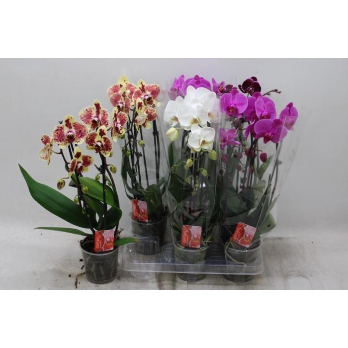 <h4>PHAL EL CASCADE</h4>