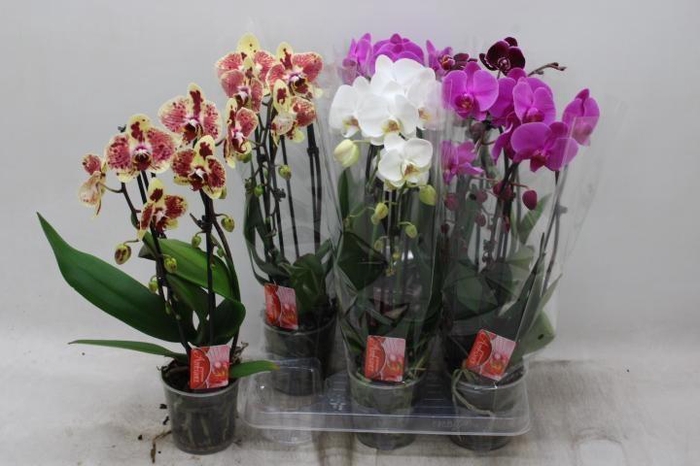 PHAL EL CASCADE