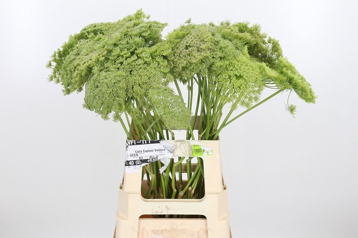 <h4>Ammi Majus Visnaga Zaad</h4>