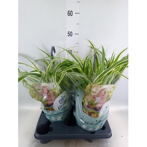 Chlorophytum com. 'Vittatum'
