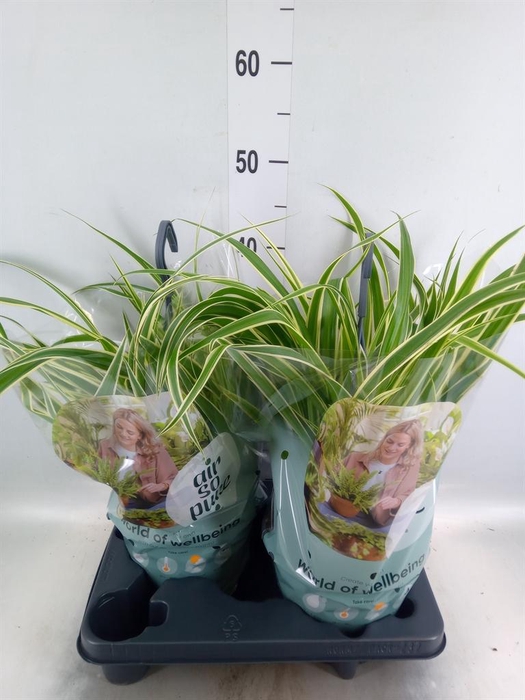 <h4>Chlorophytum com. 'Vittatum'</h4>