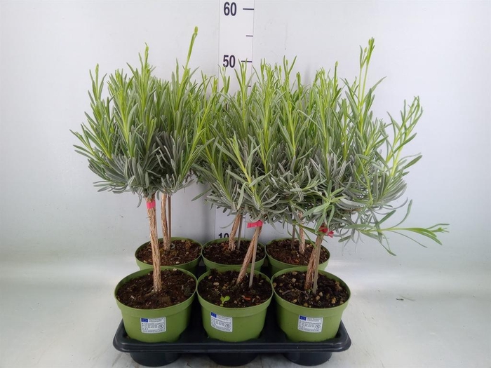 <h4>Lavandula angus.</h4>