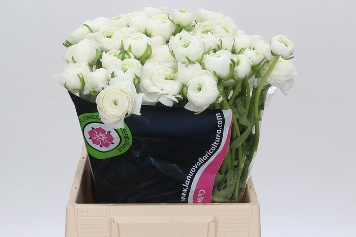 <h4>Ranunculus Charm White</h4>