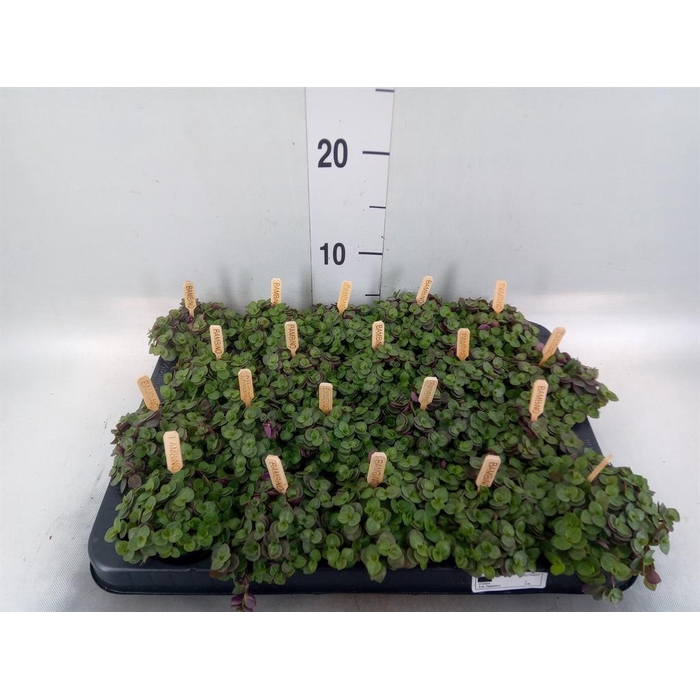 <h4>Callisia repens 'Turtle'</h4>