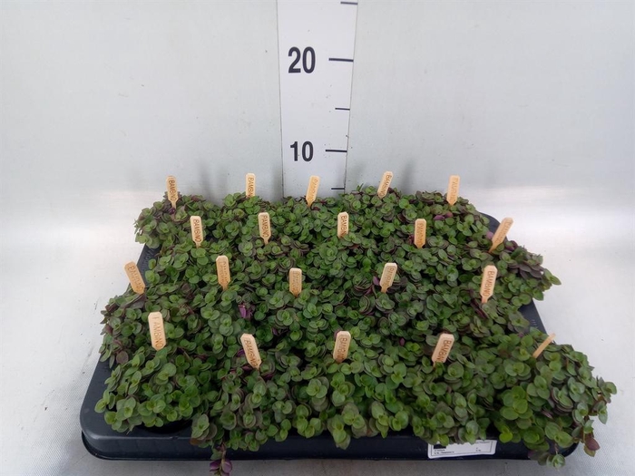 Callisia repens 'Turtle'