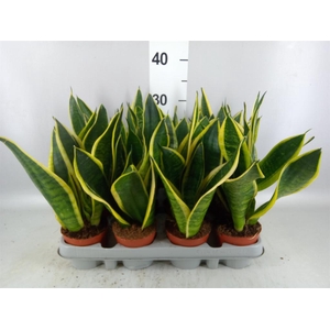 Sansevieria trifa. 'Futura Superba'
