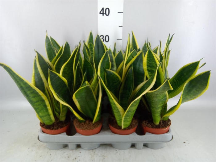 <h4>Sansevieria trifa. 'Futura Superba'</h4>
