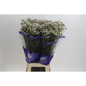 Limonium Pink Activa