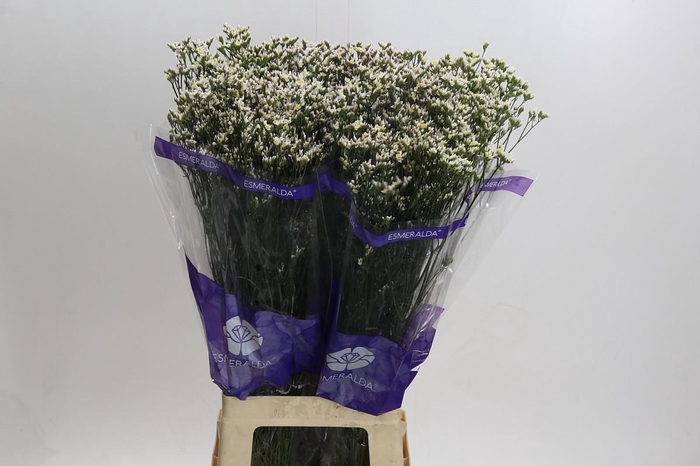 <h4>Limonium Pink Activa</h4>