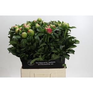 Paeonia Coral Sunset Xxl