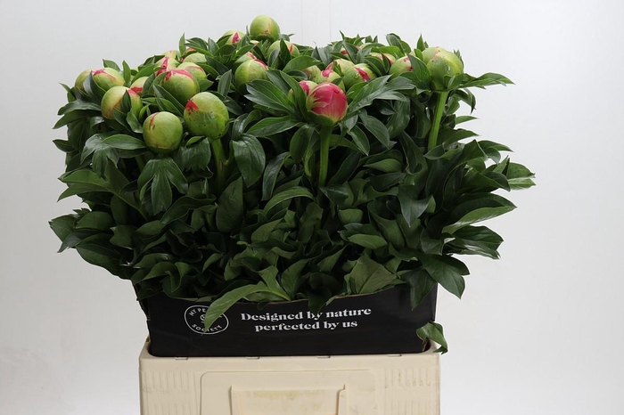 <h4>Paeonia coral sunset XXL</h4>