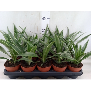 Dracaena fr de 'Warneckei'