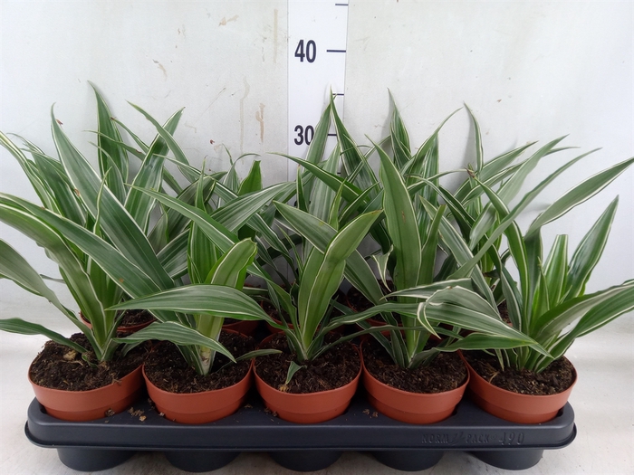 <h4>Dracaena fr de 'Warneckei'</h4>