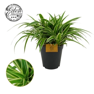 Chlorophytum Ocean 15cm
