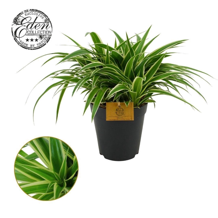 <h4>Chlorophytum Ocean 15cm</h4>